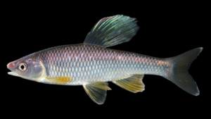 Steelcolor Shiner - Cyprinella whipplei