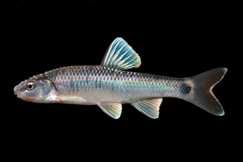 Alabama Shiner - Cyprinella callistia