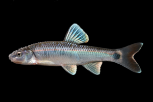 Alabama Shiner - Cyprinella callistia