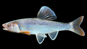 Whitetail Shiner - Cyprinella galactura