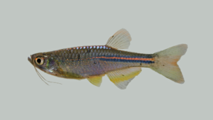 Pearl Danio-Danio albolineatus