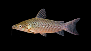 Dianema longibarbis