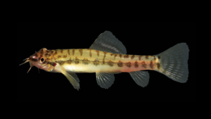 Dwarf Zipper Loach-Paracanthocobitis zonalternaus