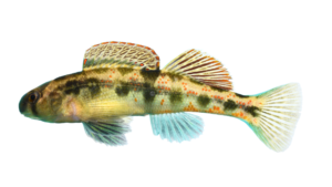 Cumberland Snubnose Darter - Etheostoma atripinne