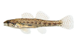 Cypress Darter - Etheostoma proeliare