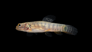Erythrinus erythrinus