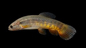 Erythrinus erythrinus