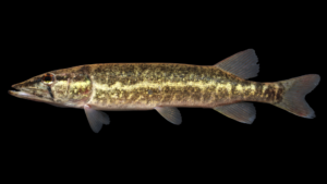 Grass Pickerel - Esox americanus vermiculatus