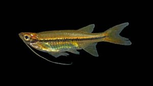 Striped Flying Barb-Esomus metallicus