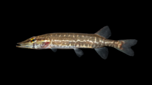 Northern Pike - Esox lucius