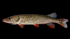 Redfin Shiner - Esox americanus americanus