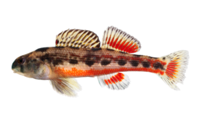 Cherry Darter - Etheostoma etnieri