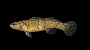 Fantail Darter - Etheostoma flabellare