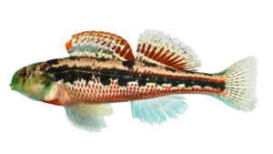 Splendid Darter - Etheostoma barrenense