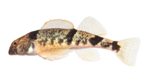 Blenny Darter - Etheostoma blennius
