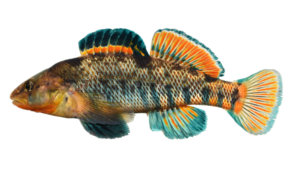 Rainbow Darter - Etheostoma caeruleum