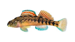 Coosa Darter - Etheostoma coosae