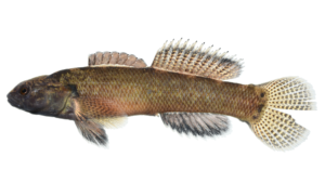 Fringed Darter - Etheostoma crossopterum