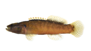 Fantail Darter - Etheostoma flabellare