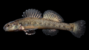 Johnny Darter - Etheostoma nigrum