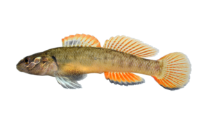 Barcheek Darter - Etheostoma obeyense