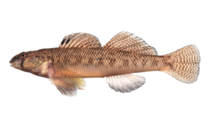 Tessellated Darter - Etheostoma olmstedi
