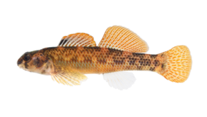 Riverweed Darter - Etheostoma podostemone