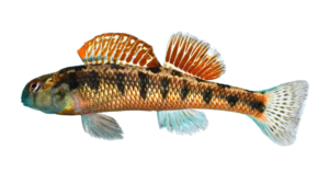 Kentucky Darter - Etheostoma rafinesquei