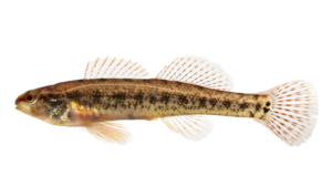 Sawcheek Darter - Etheostoma serrifer