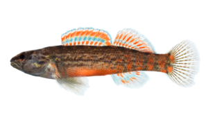 Gulf Darter - Etheostoma swaini