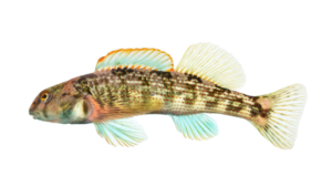 Swannanoa Darter - Etheostoma swannanoa
