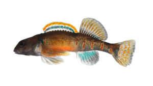 Varigate Darter - Etheostoma variatum