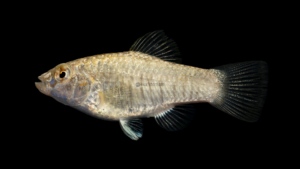 Goldspotted Killifish - Floridichthys carpio
