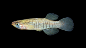 Starhead Topminnow - Fundulus dispar