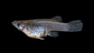 Western Mosquitofish - Gambusia affinis