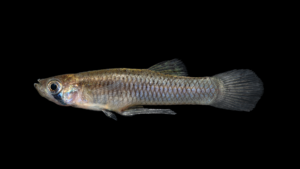 Western Mosquitofish - Gambusia affinis