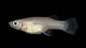 Mangrove Gambusia - Gambusia rhizophorae