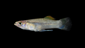 Mangrove Gambusia - Gambusia rhizophorae Male