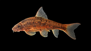 Garra fluviatilis