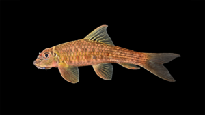 Garra notata-female
