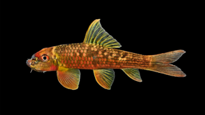 Garra salweenica