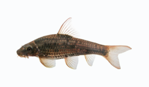 Garra species