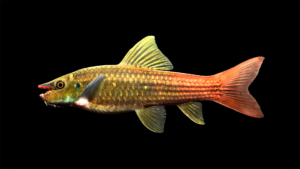 Red-tailed Garra - Garra panitvongi