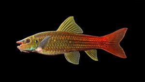 Red-tailed Garra - Garra panitvongi