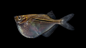 Gasteropelecus sternicla