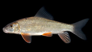 Golden Redhorse - Moxostoma erythrurum