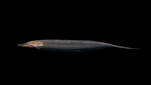 Gymnorhamphichthys sp