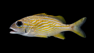 French Grunt - Haemulon flavolineatum