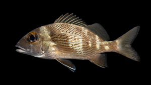 Sailor's Choice - Haemulon parra