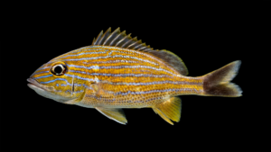 Bluestriped Grunt - Haemulon sciurus
